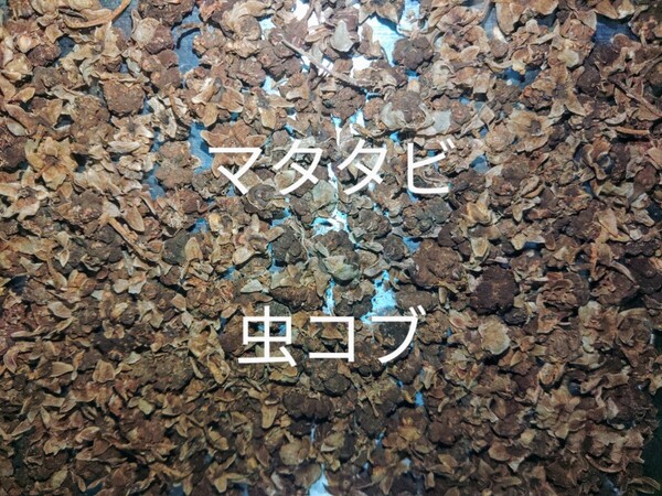岩手県産 マタタビの実 虫コブ 乾燥 50g