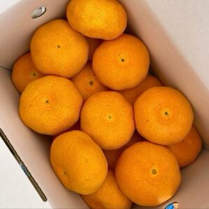 ⑤(常温便)愛媛県産 ハウスみかん JAえひめ中央青〇品 S~L詰合 約2.5kg (箱込) 『みきゃん箱』