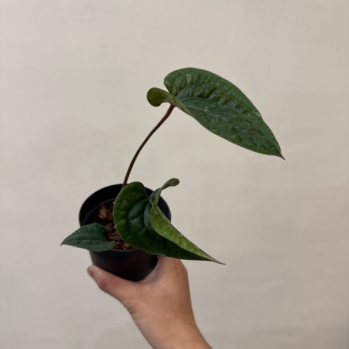 Yahoo!オークション -「anthurium luxurians」の落札相場・落札価格