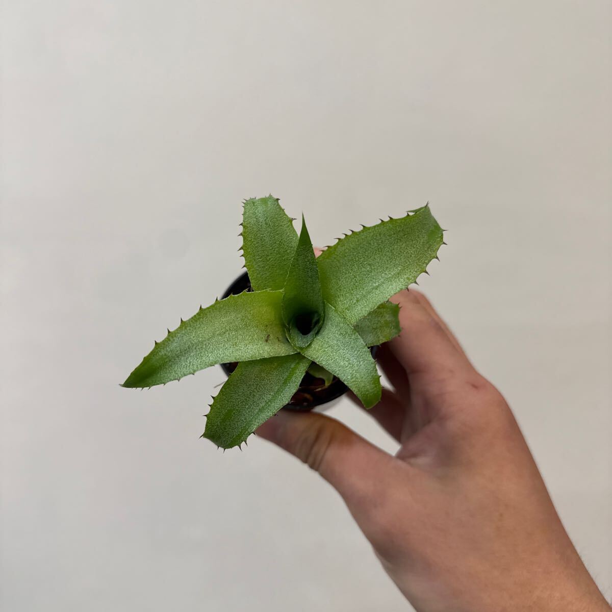 xHohenregelia 'Green Tea'〔ホヘンレゲリア〕H0166 xHohenregelia 'Green Tea'〔ホヘンレゲリア〕H0166 Pof