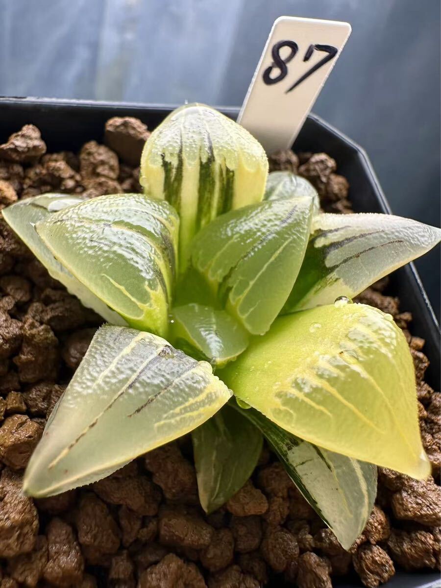 17A ハオルチア　多肉植物　アトロフスカ錦糊斑　自家繁殖 多肉植物 ハオルチア OB-1オブツーサ錦 糊斑 - メルカリ