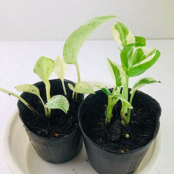 斑入りポトス 二種セット ちび苗 斑入り 観葉植物 抜き苗