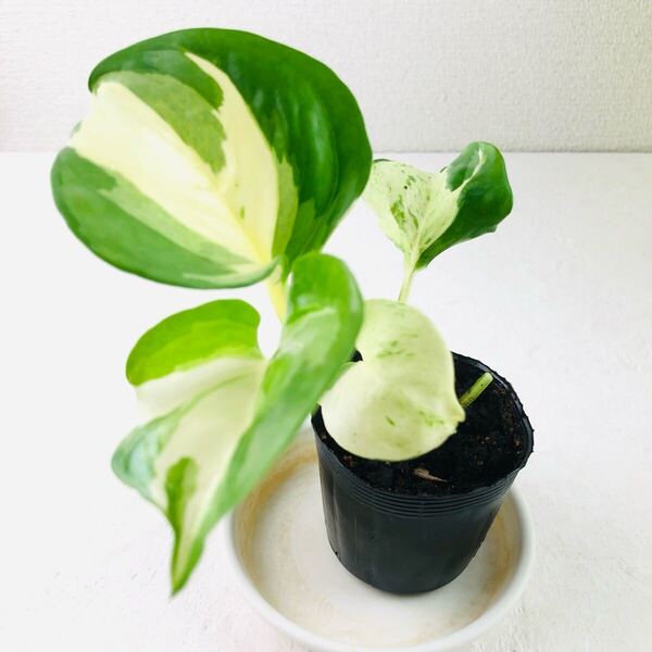 ポトス 観葉植物 斑入り 抜き苗
