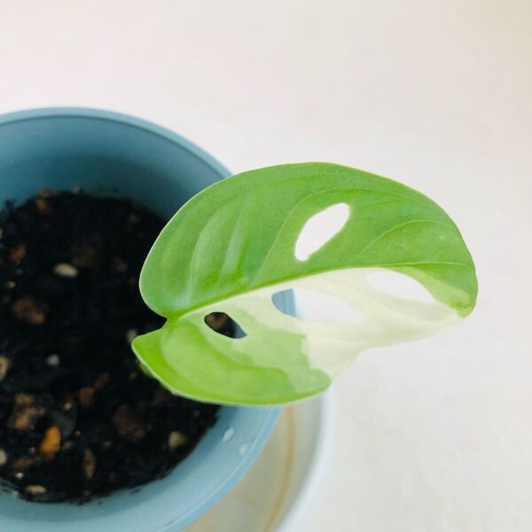 斑入り マドカズラ 観葉植物 抜き苗