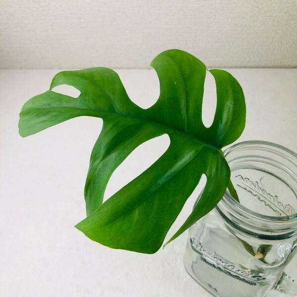 ヒメモンステラ 観葉植物 Monstera ヒメモンステラ カット苗