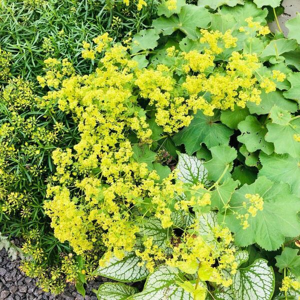 アルケミラモリス 芝桜 ピンク セット 抜き苗 苗 宿根草