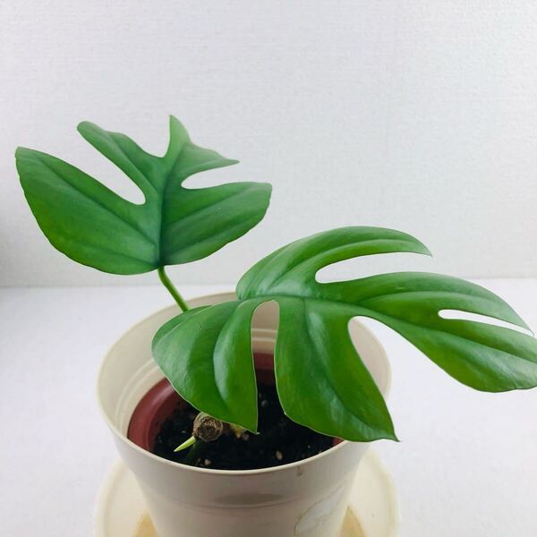 ヒメモンステラ Monstera 観葉植物 抜き苗