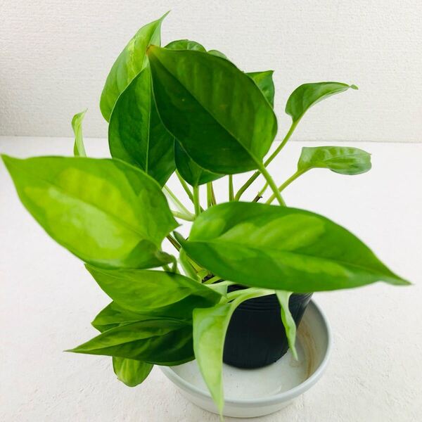 ポトス 斑入り 観葉植物 抜き苗