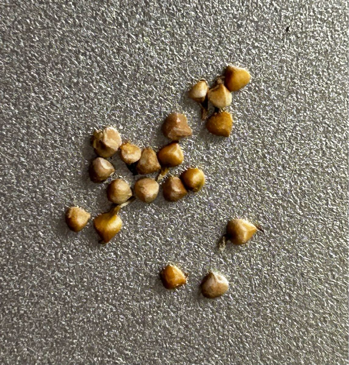 ドルステニアギガス ブラータ種子5粒 2025年最新】Yahoo!オークション -ドルステニア ギガスブラータ