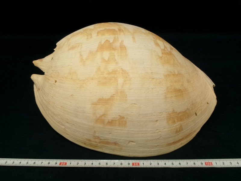 ヤシガイ貝殻標本約42cm特大置物オブジェ ヤシガイ貝殻標本約42cm特大置物オブジェ Yahoo!オークション