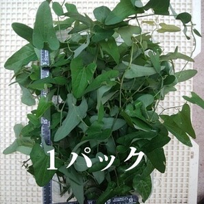 ウマノスズクサの枝葉です 根っこは有りません07011