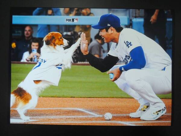 A4 額付き ポスター 大谷翔平 デコピン 始球式 ハイタッチ 愛犬 Shohei & Decoy デコイ