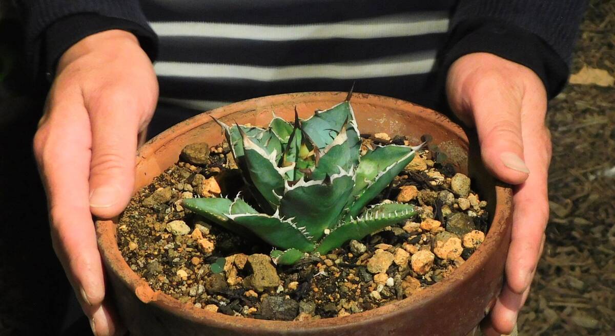 大好評！！アガベ☆希少品種15点セット☆ 2025年最新】アガベ(Agave)のおすすめ商品 - Yahoo!オークション