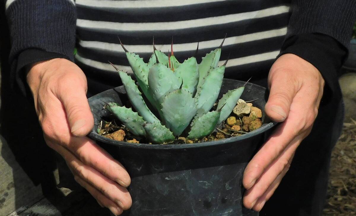 2025年最新】Yahoo!オークション - アガベ(観葉植物 花、園芸)の