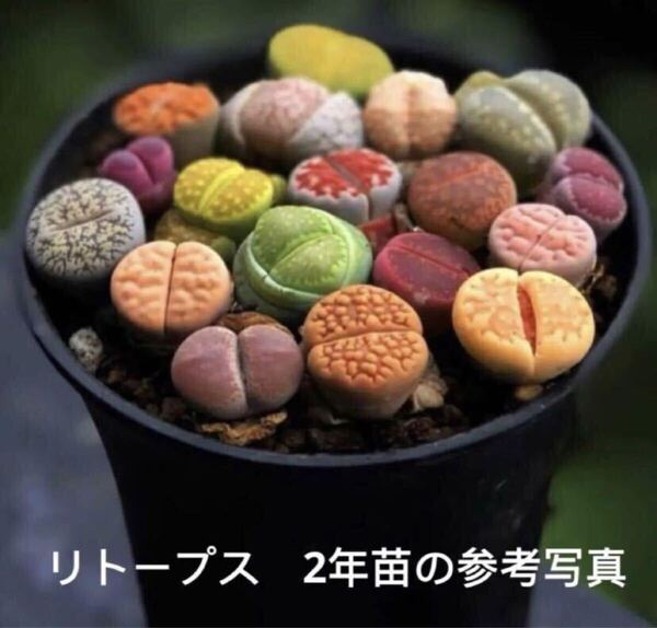 多肉植物 リトープス 色の組み合わせ 約35苗 1年の苗0.5-1.2cm
