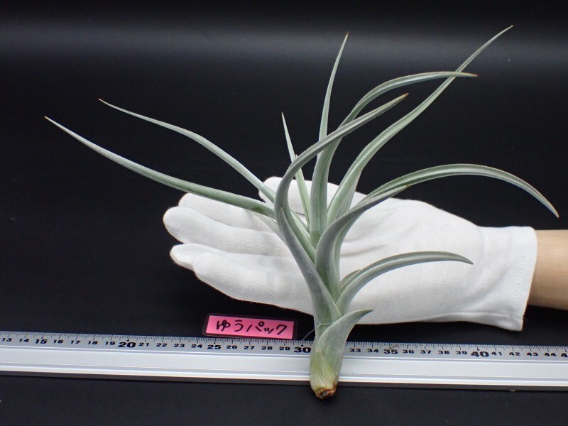 Yahoo!オークション -「【ロッテ」(花、園芸) の落札相場・落札価格