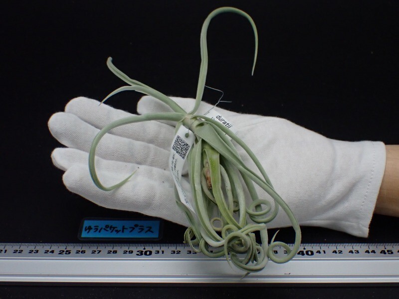 Yahoo!オークション -「チランジア ドゥラティ」(観葉植物) の落札相場