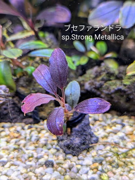 ブセファランドラsp.Strong Metallica(ストロングメタリカ)完全水中葉 No.2
