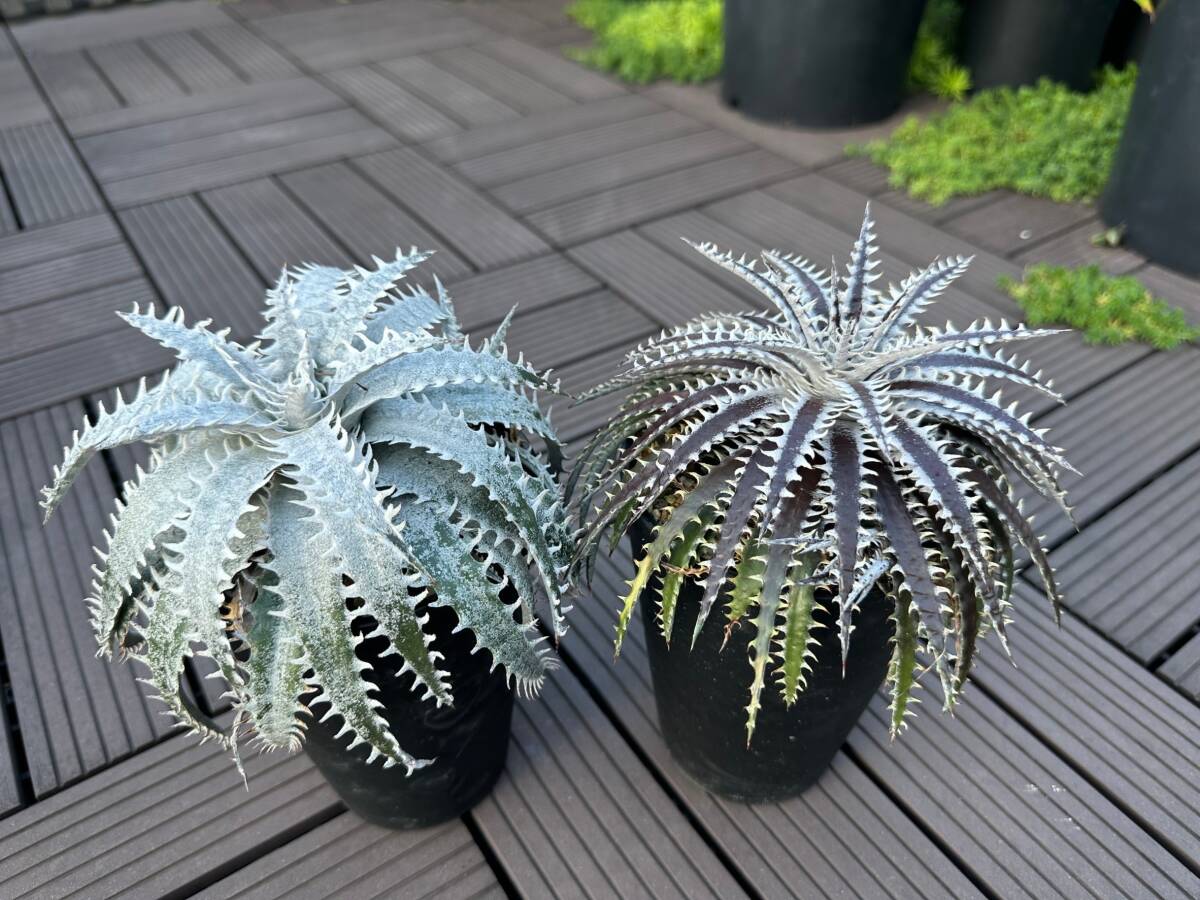 モト アガベ ディッキアなど Yahoo!オークション -「ディッキア」(アガベ) (観葉植物)の落札