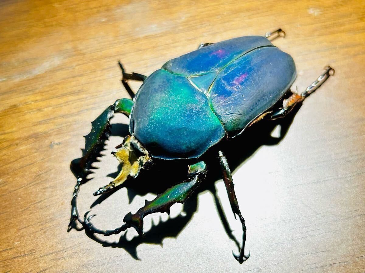 マタレオン　ウガンダ　ウガンデンシス　グリーンパープル　ブルー　4頭 Yahoo!オークション -「ウガンデンシス」(虫類) の落札相場