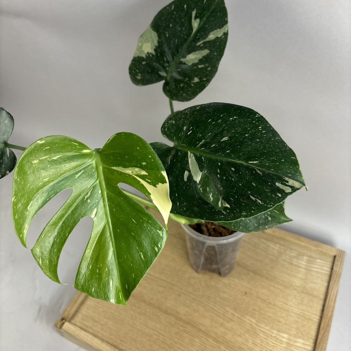 ① ５株 モンステラ　タイコンステレーション　ハイグレード モンステラデリシオーサタイコンステレーション( Monstera