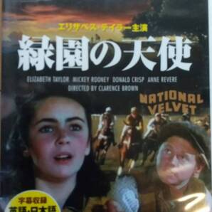 未使用 DVD映画 緑園の天使 馬の感動物語 エリザベステイラー 124分 送料無料