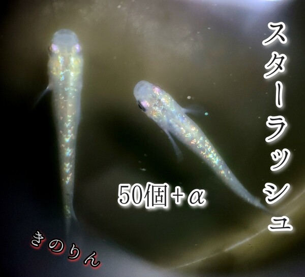 きのりん【スターラッシュメダカの卵】50個+α