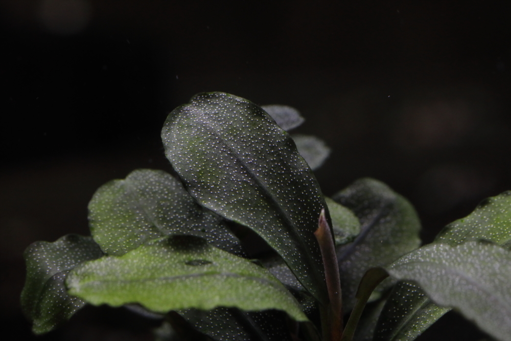 Bucephalandra sp.”Dark gray“【TB便】 Yahoo!オークション - 本物保証【TB便】 Bucephalandra sp.Dark