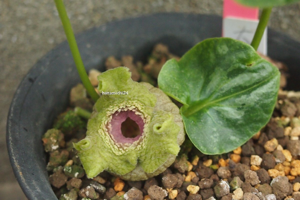 カンアオイ　細辛　三保の松　その他セット Yahoo!オークション -「カンアオイ (細辛 カンアオイ サイシン