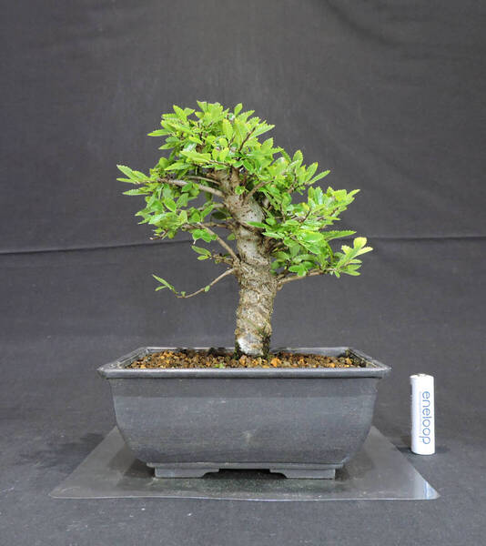 ニレケヤキ 盆栽 プラスチック鉢 苗 奥行12cm 横幅15.5cm 高さ21.5cm