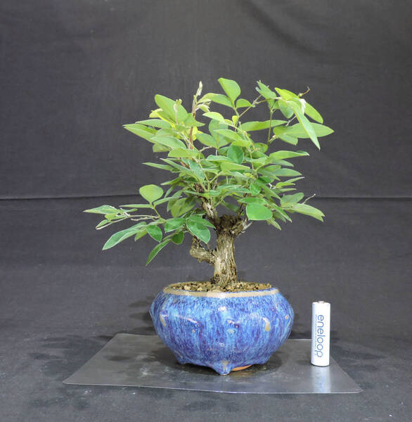 木萩 ( キハギ ) 盆栽 奥行22cm 横幅21cm 高さ23cm