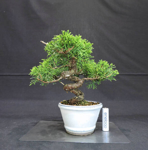 糸魚川真柏 盆栽 奥行20cm 横幅19cm 高さ19.5cm