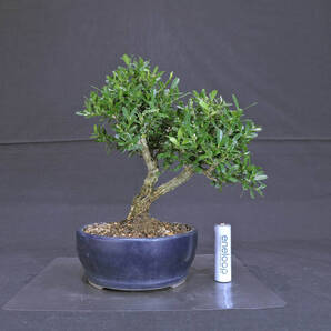 台湾ツゲ ( タイワンツゲ ) 盆栽 奥行13cm 横幅16cm 高さ20cm