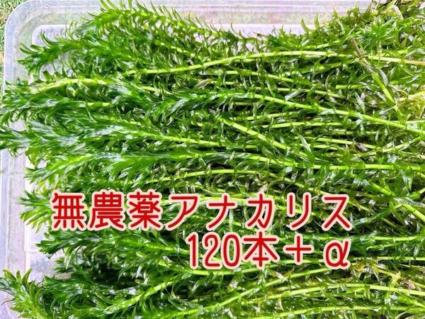 ★暑さ対策済み! 無農薬 アナカリス(オオカナダモ)約20cm 120本+α メダカ ザリガニ 水草 アクアリウム 餌 ビオトープ