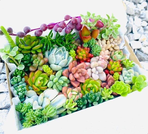多肉植物 カット苗箱いっぱいセット