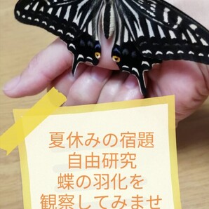 アゲハチョウ 幼虫 10匹 蝶の観察 小学3年生 理科 夏休みの自由研究にも♪