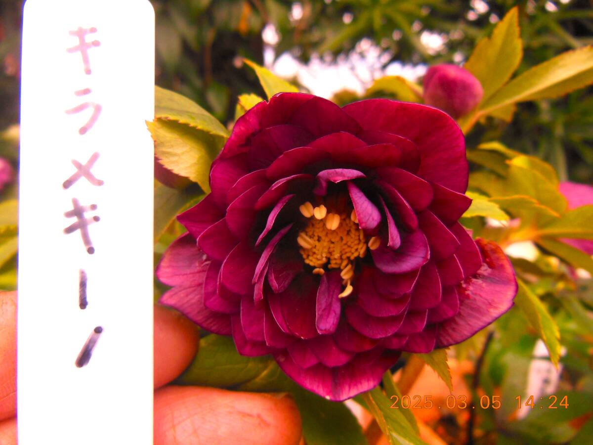 Yahoo!オークション -「クリスマスローズ キラメキ」の落札相場