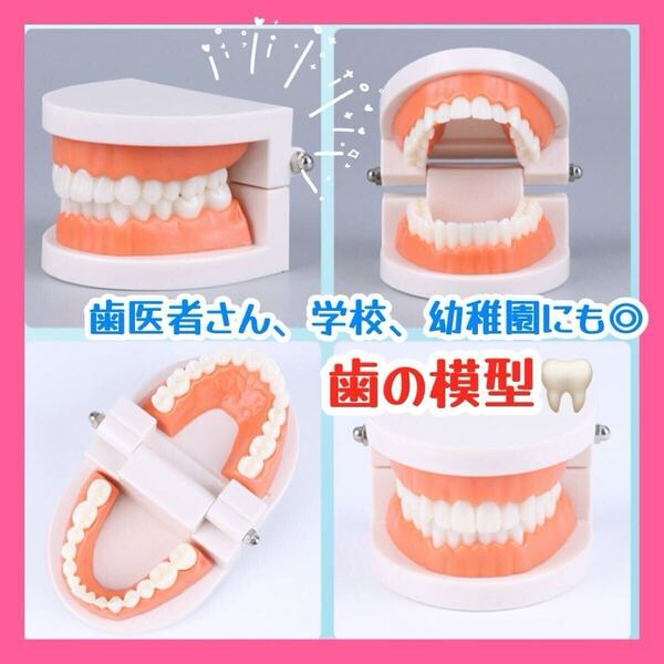 歯の模型 歯磨き 歯医者 歯磨き練習 子供 キッズ 知育玩具 知育 180度開閉 学校 人体 歯科 こども 教育 新品 模型