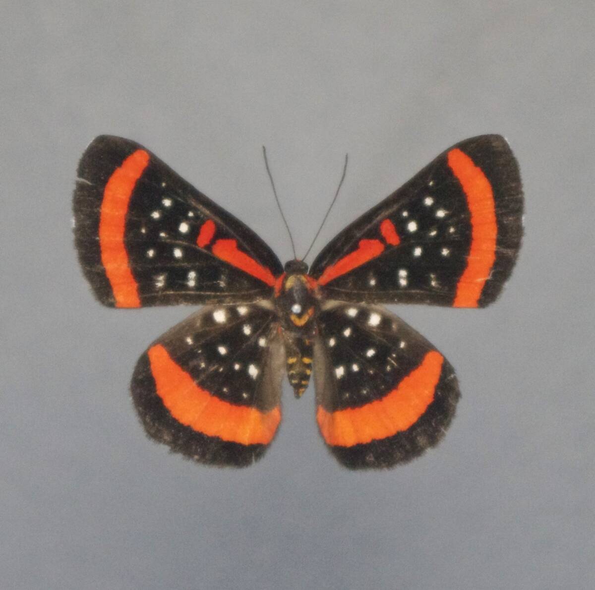メダマシジミタテハ・蝶標本 昆虫標本 蝶の標本 シジミタテハ 2頭 メタリック調ライト