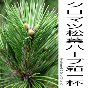 送料無料ネ「クロマツ 松葉 約300g 無農薬」オーガニック 黒松 滋養強壮 ジュース 国産 爪楊枝 薬味 和食 ハーブ 松葉茶 野菜 焼魚 料理