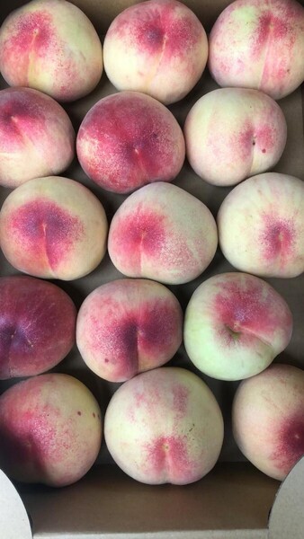 154.お買い得福島産 朝採り完熟桃 箱込み3kg訳あり家庭用 玉数おまかせ