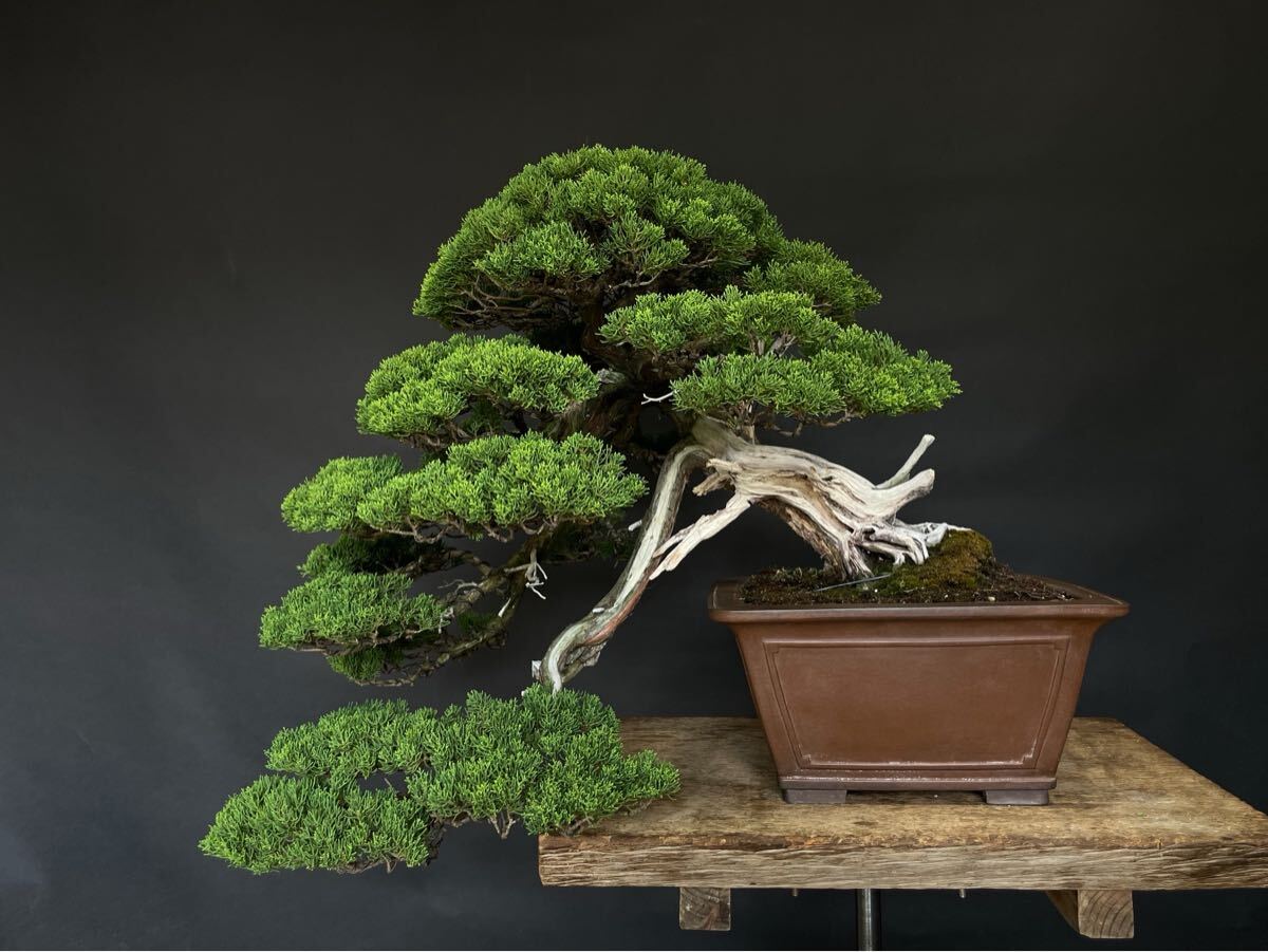 Yahoo!オークション -「真柏 山木」(盆栽) の落札相場・落札価格