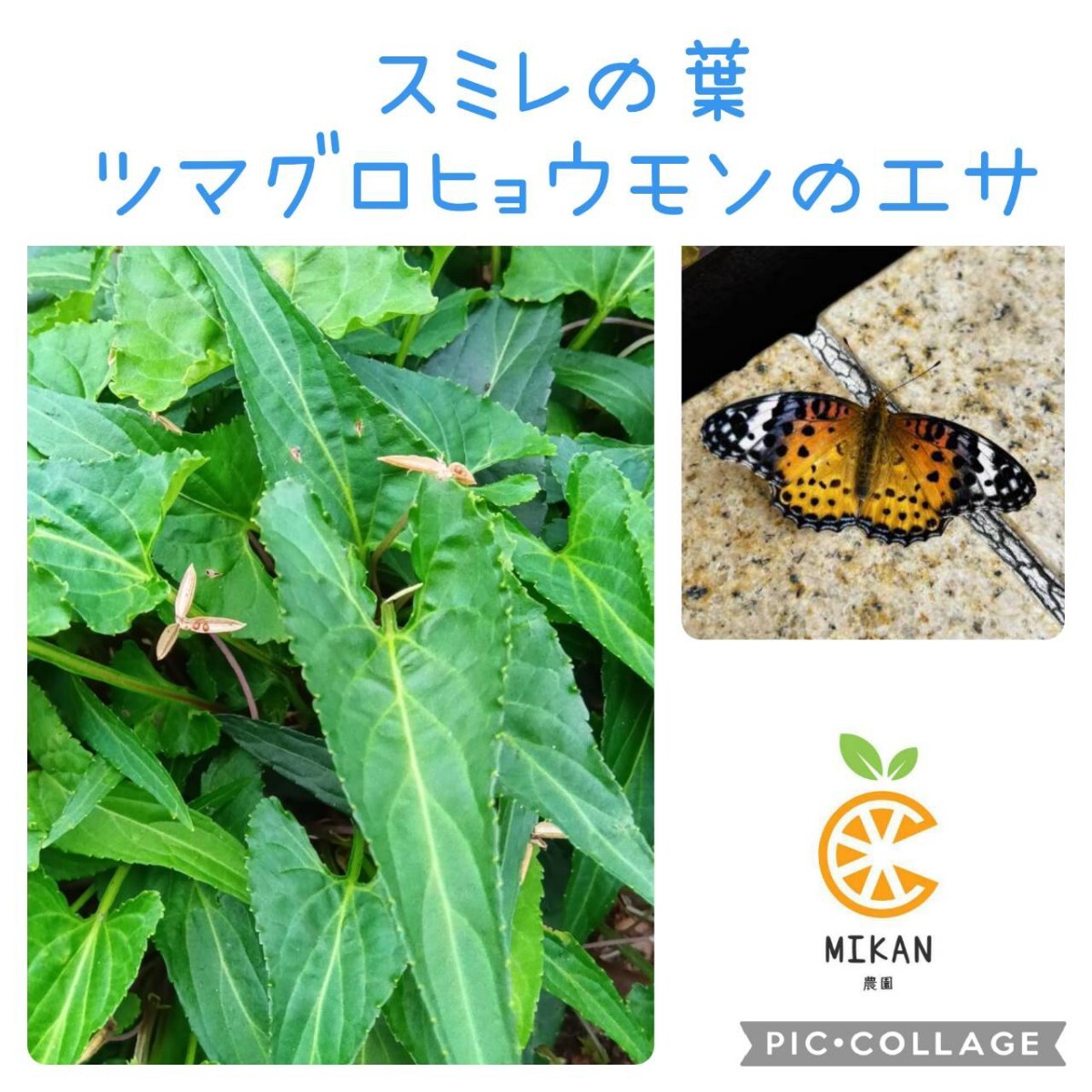 シルクワーム 蚕 カイコのご飯 100g そのまま使える｜Yahoo