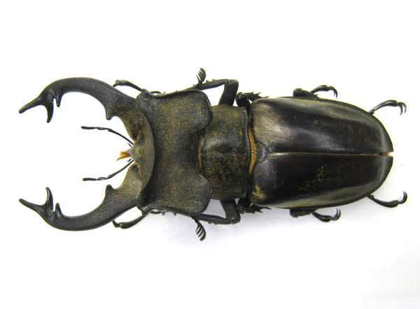 ミヤマクワガタ標本 10匹セット ミヤマクワガタ標本 10匹セット ミヤマクワガタ標本 10匹セット