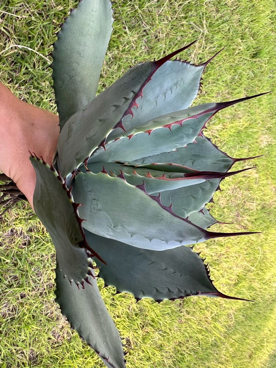 アガベ　トランカータ　大株 大株】アガベ パリー トランカータ - メルカリ