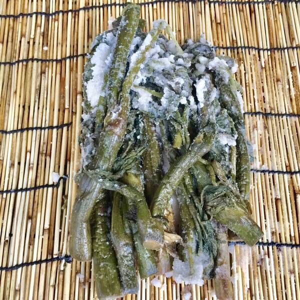 山形県産天然ウド塩漬け2kg