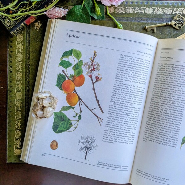 小さな森を散策している気分になれる♪手描きの挿絵が美しい植物図鑑 古書洋書