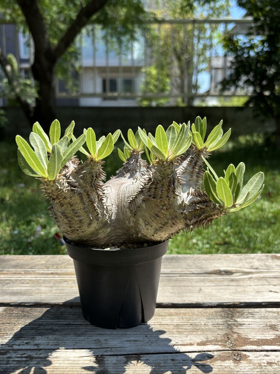 ホロンベンセ 現地球 発根済 塊根植物 ダブルヘッド 2頭 ホロンベンセ 現地球 発根済 塊根植物 ダブルヘッド 2頭 ITANSE