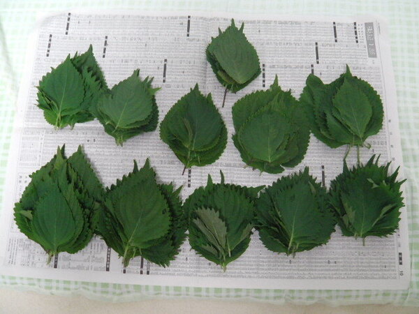 無農薬! 青しそ 大葉 シソの葉 50枚 家庭菜園 6年目 発送前に収穫 シソふりかけ シソジュース