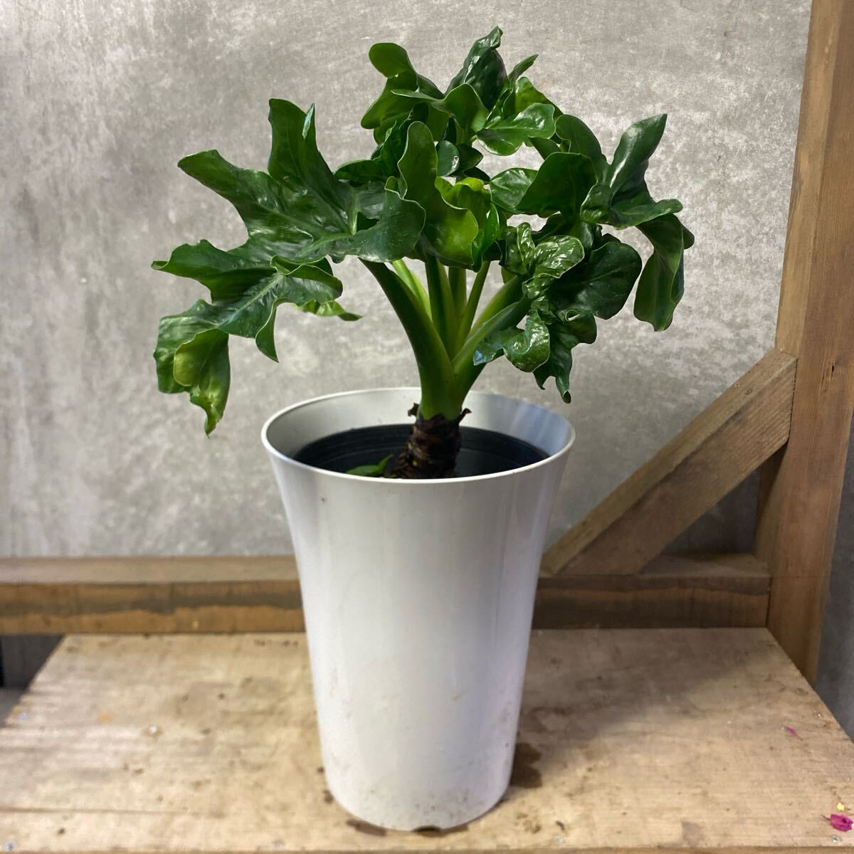 2025年最新】Yahoo!オークション - セローム(観葉植物 花、園芸